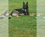 Small German Shepherd Dog