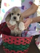 Small Photo #2 Cocker Spaniel Puppy For Sale in LAKELAND, FL, USA