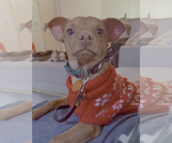 Medium Photo #3 Chihuahua-Unknown Mix Puppy For Sale in Bellevue, WA, USA