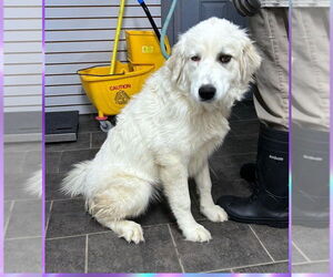 Great Pyrenees Dogs for adoption in Aurora, IN, USA