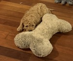 Puppy Pumpkin Goldendoodle