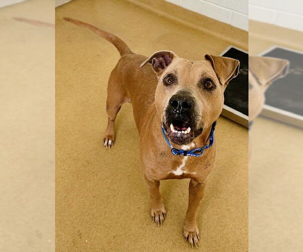 Medium Photo #1 Black Mouth Cur-Labrador Retriever Mix Puppy For Sale in Derwood, MD, USA