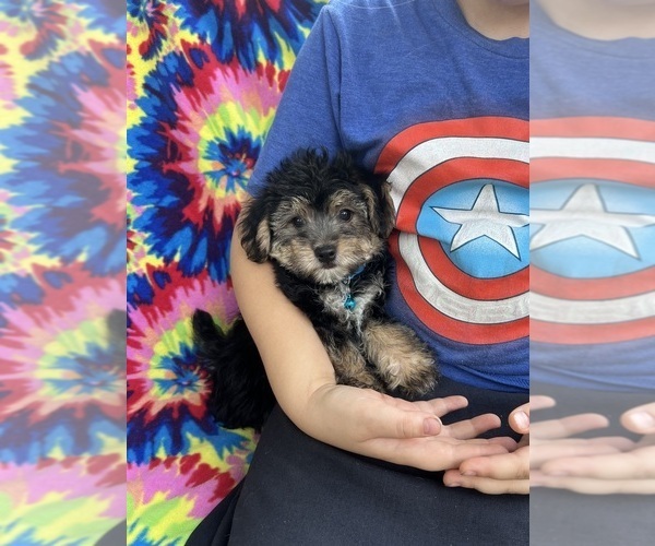 Medium Photo #1 YorkiePoo Puppy For Sale in JEFFERSONVILLE, IN, USA