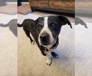 Chihuahua Dogs for adoption in Woodland, CA, USA