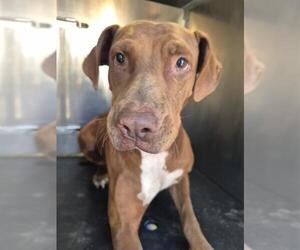 Labrador Retriever-Unknown Mix Dogs for adoption in San Antonio, TX, USA