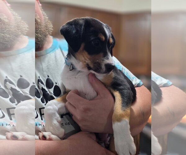 Medium Photo #3 Australian Shepherd-Unknown Mix Puppy For Sale in New London, WI, USA