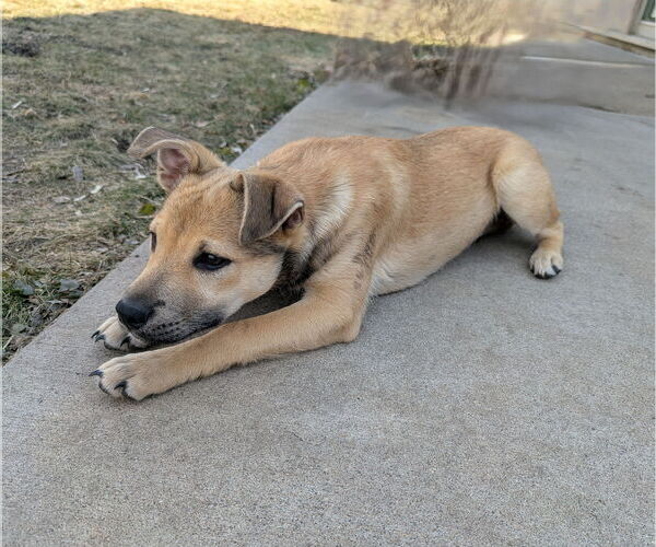 Medium Photo #3 Jack Russell Terrier-Unknown Mix Puppy For Sale in St. Louis Park, MN, USA