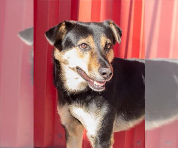 Medium Photo #2 German Shepherd Dog-Unknown Mix Puppy For Sale in Tracy, CA, USA