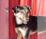 Small Photo #2 German Shepherd Dog-Unknown Mix Puppy For Sale in Tracy, CA, USA