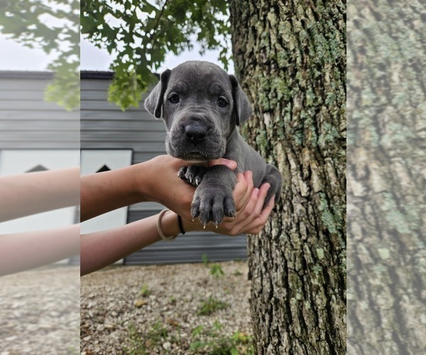 Medium Photo #4 Great Dane Puppy For Sale in WALNUT GROVE, MO, USA