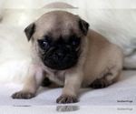 Small Photo #48 Pug Puppy For Sale in WINNSBORO, TX, USA
