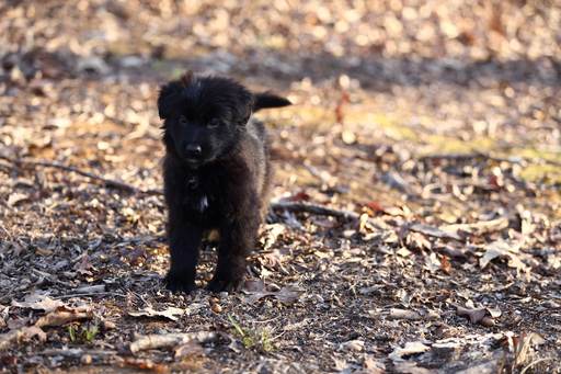 Medium Photo #1 German Shepherd Dog Puppy For Sale in REDFIELD, AR, USA
