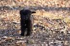 Small Photo #1 German Shepherd Dog Puppy For Sale in REDFIELD, AR, USA