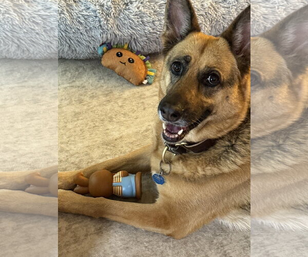 Medium Photo #1 German Shepherd Dog Puppy For Sale in McKinney, TX, USA