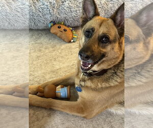 German Shepherd Dog Dogs for adoption in McKinney, TX, USA
