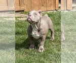 Small Photo #1 American Bully Puppy For Sale in MONROE, MI, USA