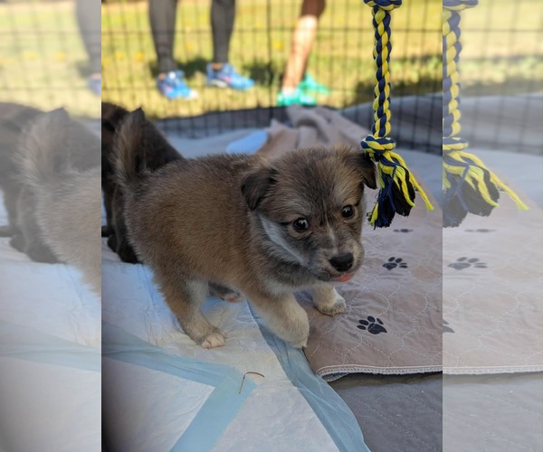 Medium Photo #2 Border Collie Puppy For Sale in Holly Springs, NC, USA