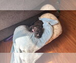 Small #1 American Staffordshire Terrier-Staffordshire Bull Terrier Mix