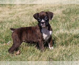 Boxer Puppy for sale in SHIPSHEWANA, IN, USA