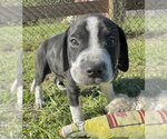 Small Photo #3 Bulldog-Unknown Mix Puppy For Sale in Tarrytown, GA, USA