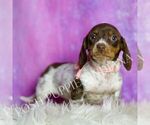 Small #4 Dachshund