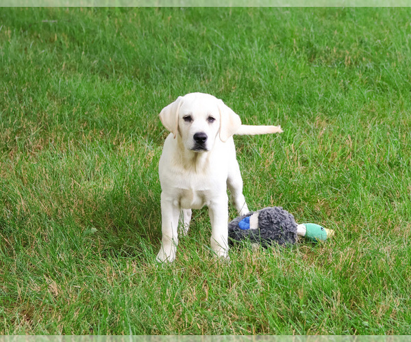 Medium Photo #2 Labrador Retriever Puppy For Sale in SYRACUSE, IN, USA