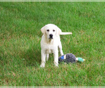 Small #1 Labrador Retriever