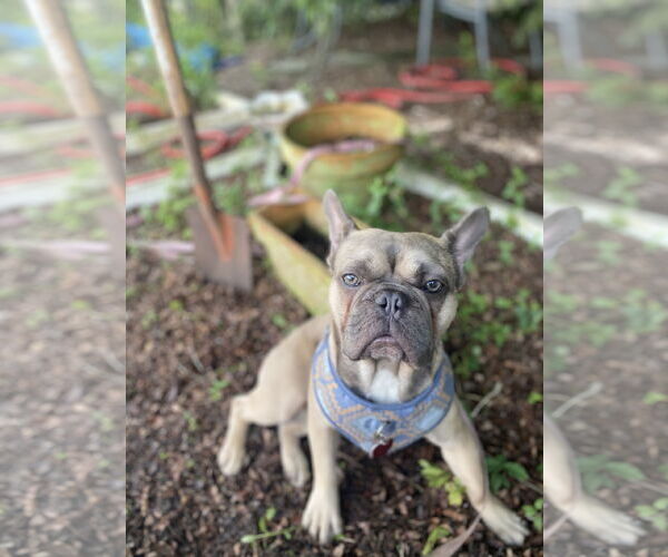 Medium Photo #2 French Bulldog Puppy For Sale in Sanford, FL, USA