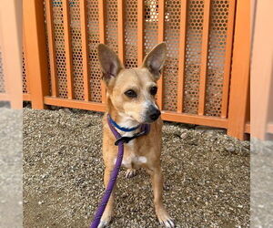 Chihuahua-Unknown Mix Dogs for adoption in Las Vegas, NV, USA