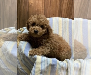 Poodle (Miniature) Puppy for sale in SENECA FALLS, NY, USA