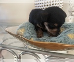 Small Photo #5 YorkiePoo Puppy For Sale in ORLANDO, FL, USA