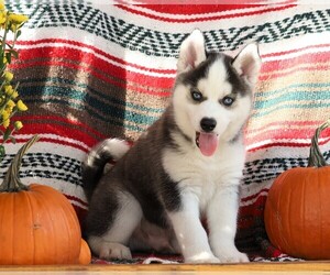 Siberian Husky Puppy for sale in FREDERICKSBG, OH, USA