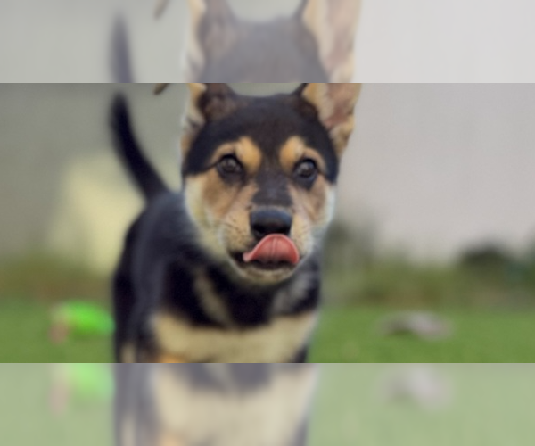 Medium Photo #20 Mutt Puppy For Sale in Pacifica, CA, USA