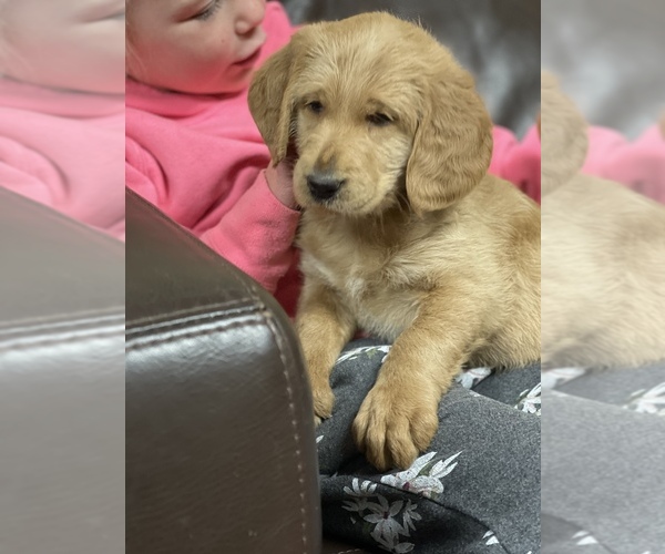 Medium Photo #1 Labradoodle Puppy For Sale in BATTLE GROUND, WA, USA
