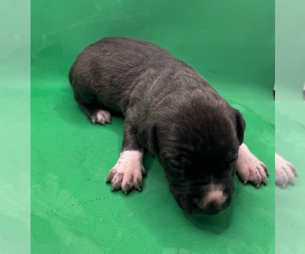 Medium Photo #12 American Pit Bull Terrier Puppy For Sale in EAST HAZEL CREST, IL, USA