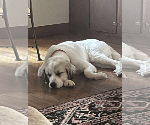 Medium Photo #2 Great Pyrenees Puppy For Sale in Croydon, NH, USA