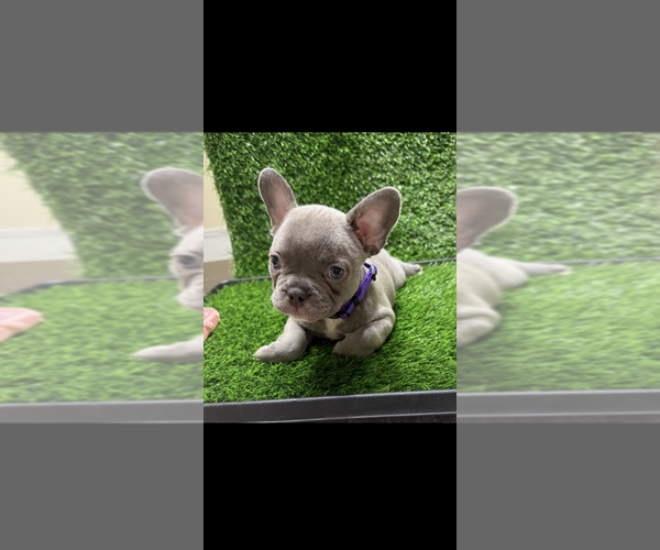 Medium Photo #3 French Bulldog Puppy For Sale in COLUMBUS, GA, USA
