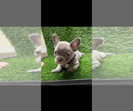 Small #2 French Bulldog