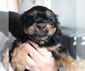 Cavapoo Puppy for sale in CARLISLE, KY, USA