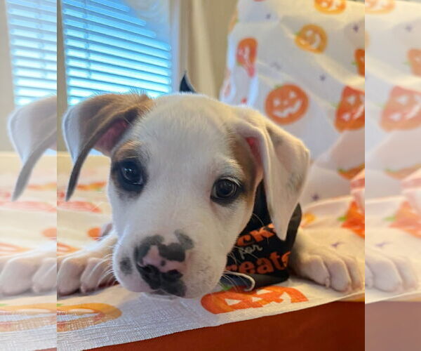 Medium Photo #1 Mutt Puppy For Sale in Fenton, MO, USA