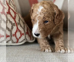 Small Photo #14 Goldendoodle Puppy For Sale in ATLANTA, GA, USA