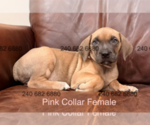 Puppy Pink Collar F Cane Corso