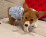 Small #9 Pembroke Welsh Corgi