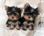 Small Yorkshire Terrier