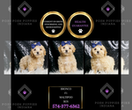 Small #6 Maltipoo