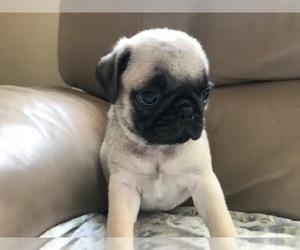 Pug Puppy for Sale in DALLAS, North Carolina USA