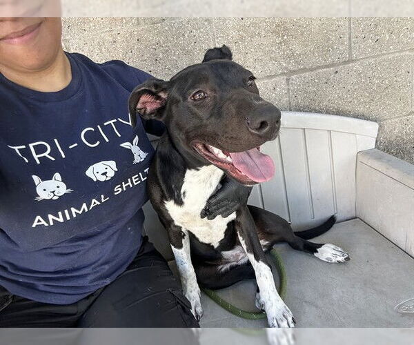 Medium Photo #1 American Pit Bull Terrier Puppy For Sale in Fremont, CA, USA