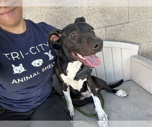 American Pit Bull Terrier Dogs for adoption in Fremont, CA, USA