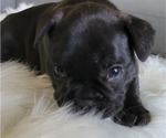 Small Photo #3 French Bulldog Puppy For Sale in RCH CUCAMONGA, CA, USA
