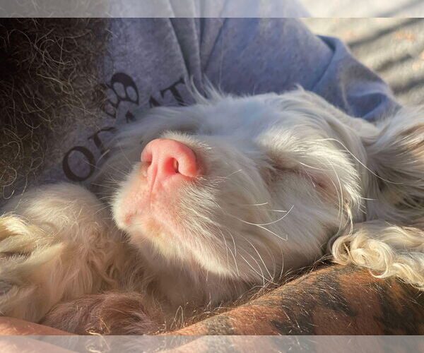 Medium Photo #3 Cocker Spaniel Puppy For Sale in Lewistown, PA, USA